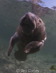 Crystal River young Manatee posing for photos. by Jeri Curley 